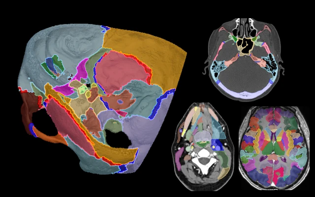 Anatomy Modules